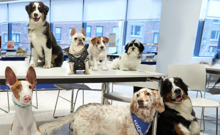 Dia Nacional do Cão de Raça Pura: Filhotes mais fofos do Instagram