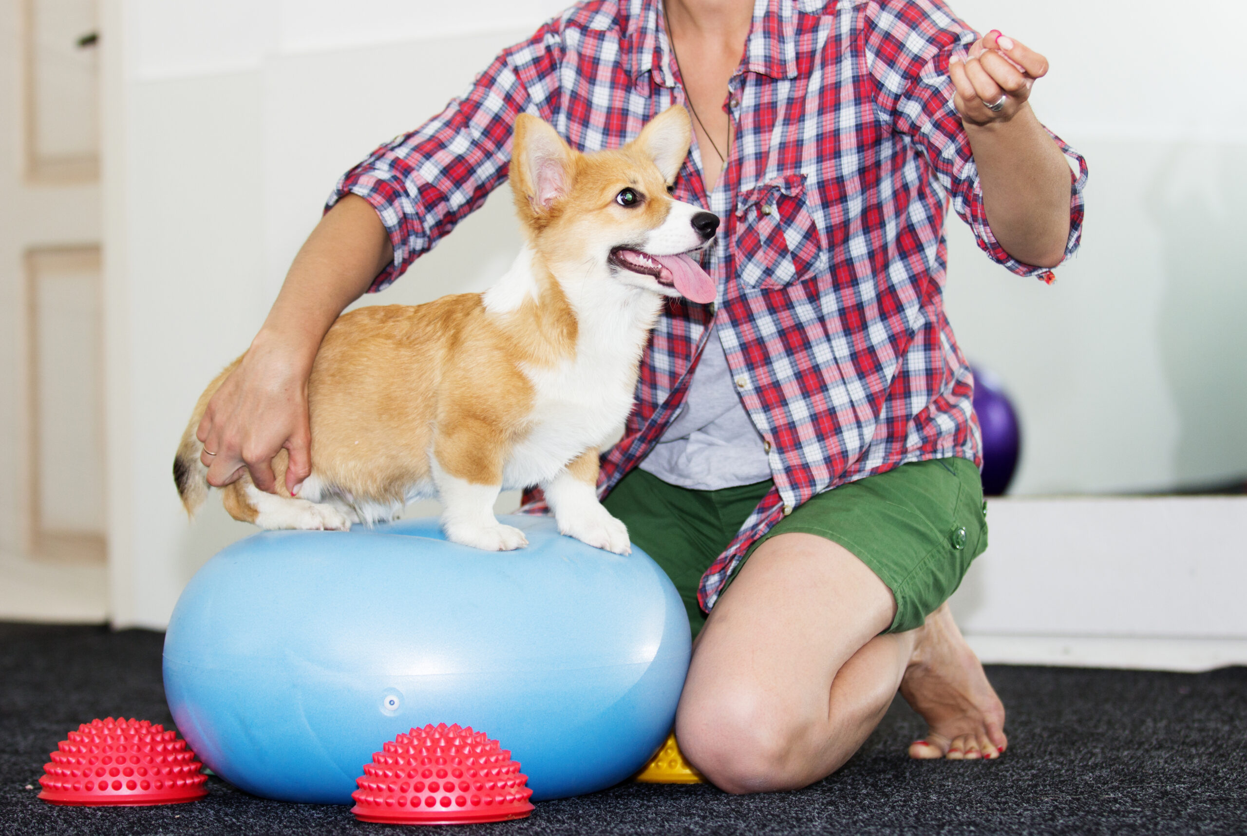 É tudo treino de truques: preparando seu filhote para a agilidade do cão