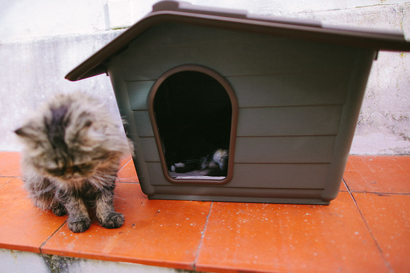 Abrigos ao ar livre para vários gatos: do básico ao aquecido