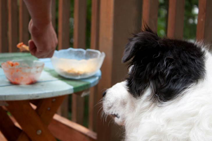 Toxicidade de abacate em cães – o que fazer se o seu cão comer um abacate