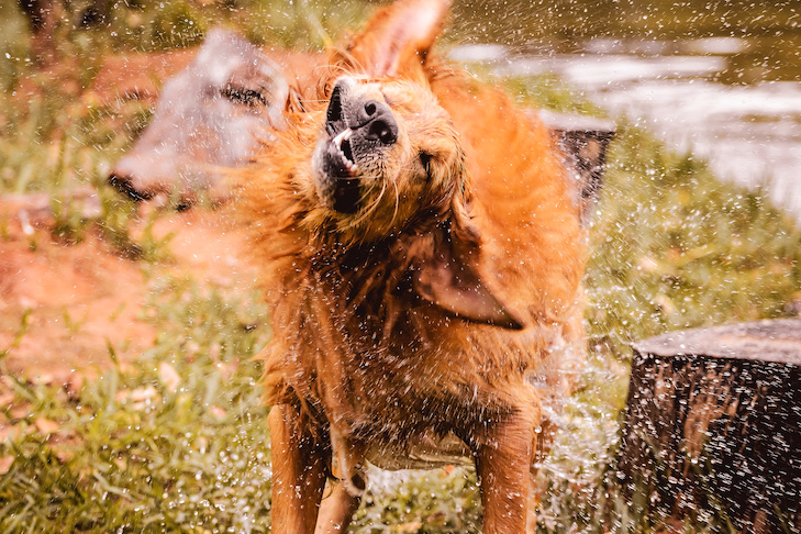 Por que os cachorros molhados cheiram tão mal?