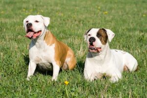 Câncer de pele canino: tipos, sintomas e tratamento