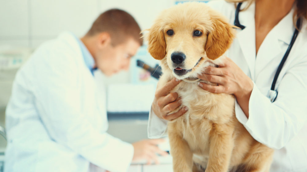 O que esperar na primeira visita ao veterinário do seu filhote – American Kennel Club