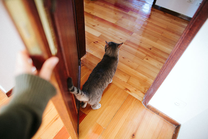 Portas internas para gatos: feche as portas internas, mas conceda acesso aos animais de estimação