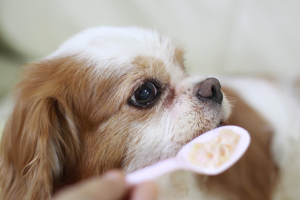 Cães podem comer arroz?  – American Kennel Club