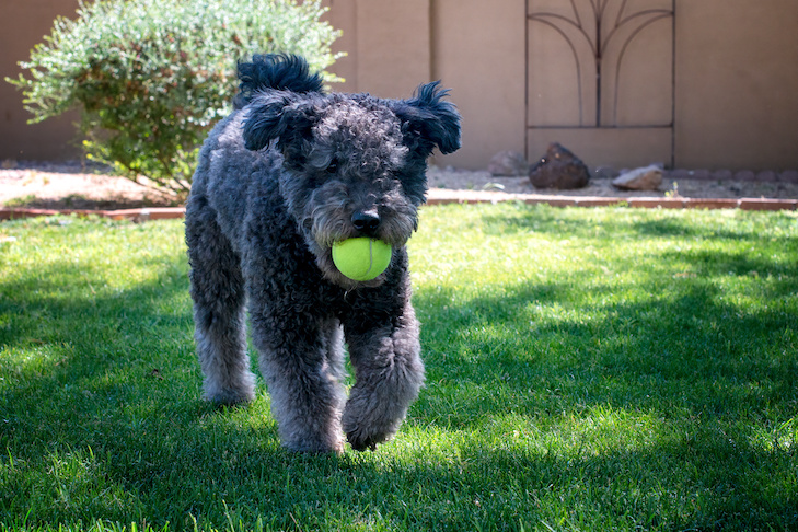 Como ensinar seu cão a buscar – American Kennel Club