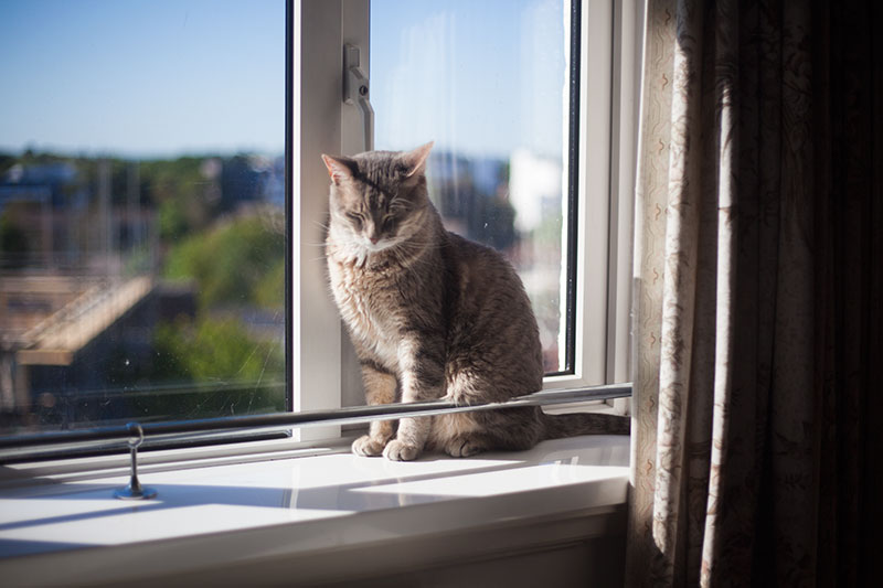 Os gatos têm noção do tempo?  Eles podem dizer o tempo?  Conceituá-lo?