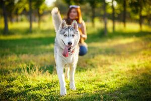 Quanto exercício um cão precisa todos os dias?