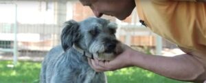 Dica de vídeo de treinamento de cães: Construindo o vínculo – The Dog Blog