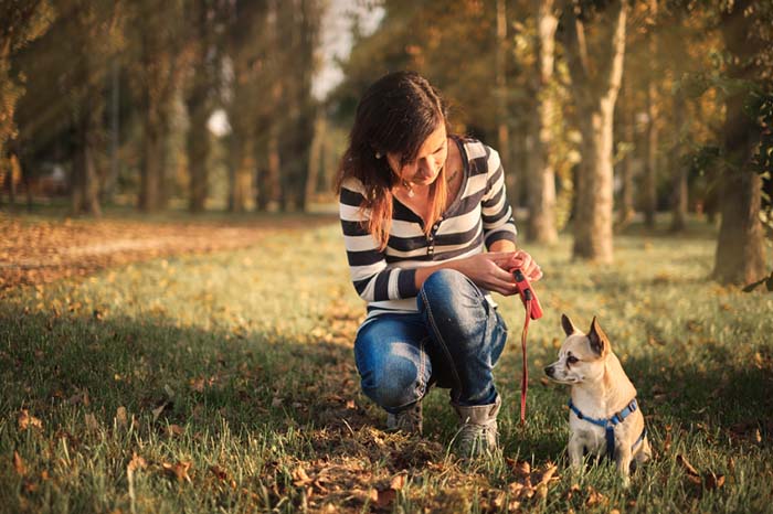7 dicas de bem-estar sobre o seu cão – The Dog Blog