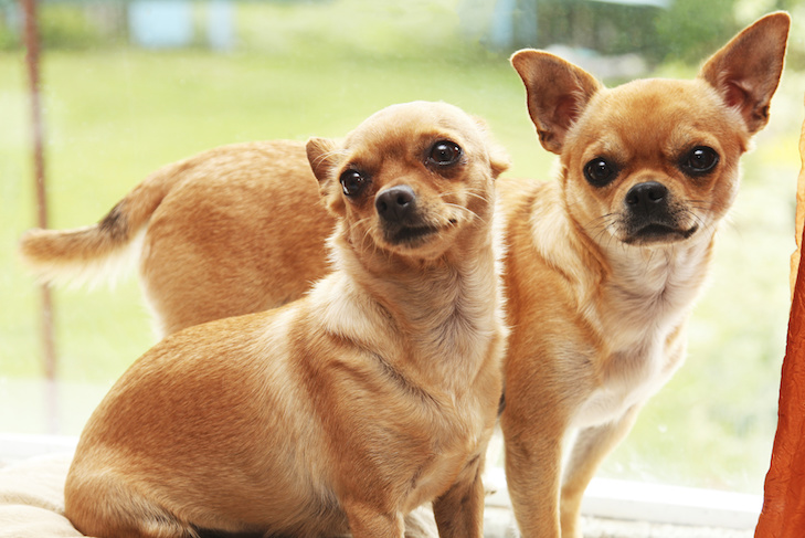 Cães podem comer manga?  As mangas são boas para cães?