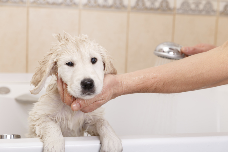 Carrapatos em cães: saiba o que procurar