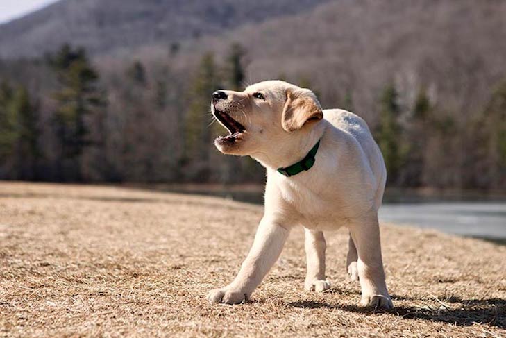 Pergunte aos nossos treinadores: como faço para impedir que meu cachorro ataque minhas pernas e roupas?