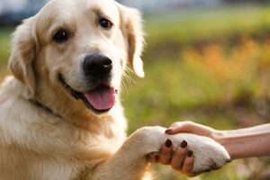 Seu cão luta com certos tipos de toque?  Experimente estes exercícios de manuseio