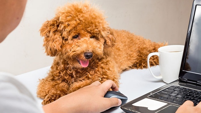 PAW-DUCTIVITY: Por que você deve considerar levar seu cão para o trabalho – The Dog Blog