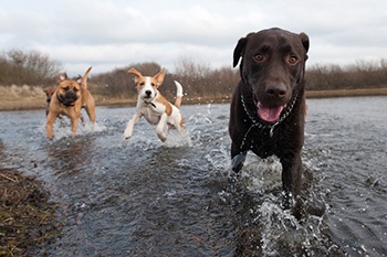 5 dicas para proteger seu cão do superaquecimento – The Dog Blog