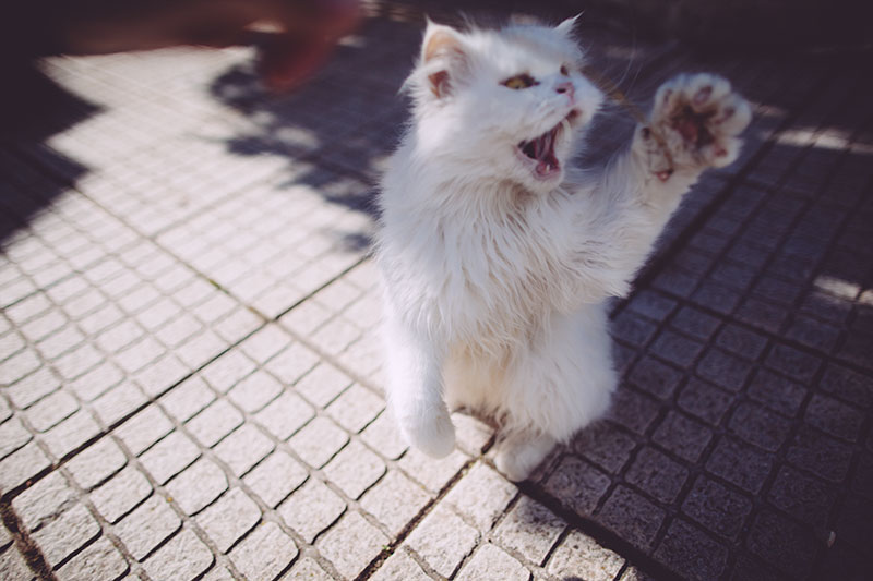 Brinquedos para gatos ao ar livre: diversão felina à prova de intempéries que você pode manter do lado de fora