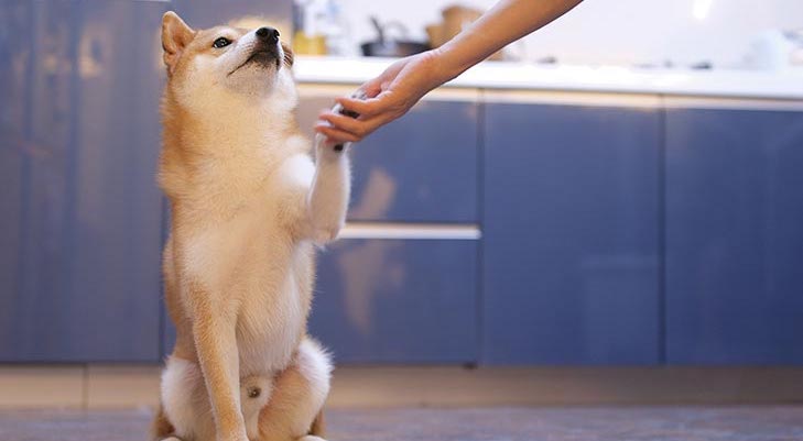 Os cães podem comer melão?  O melão é bom para cães?