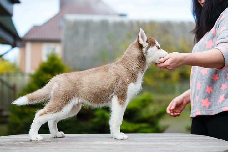 Pergunte aos nossos treinadores: Como posso impedir que meu cachorro mastigue minha mão?