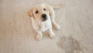 Pergunte aos nossos treinadores: como posso impedir que meu cachorro faça xixi no tapete?