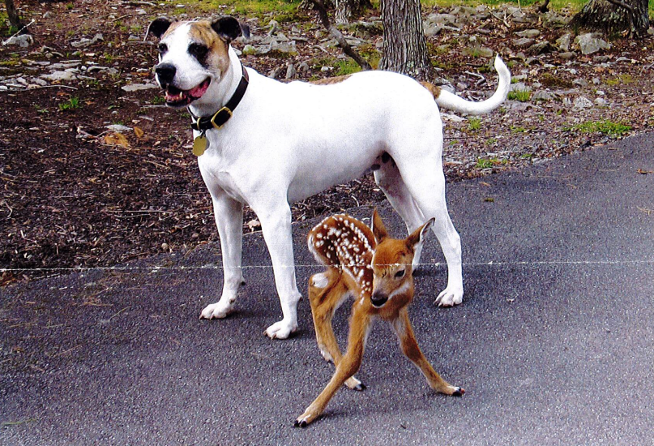 Carta de amor de Bil-Jac: O resgate de um cervo recém-nascido – The Dog Blog