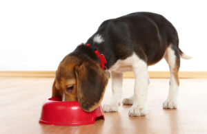 Pet Parenting 101: Dicas para alimentar seu filhote – The Dog Blog