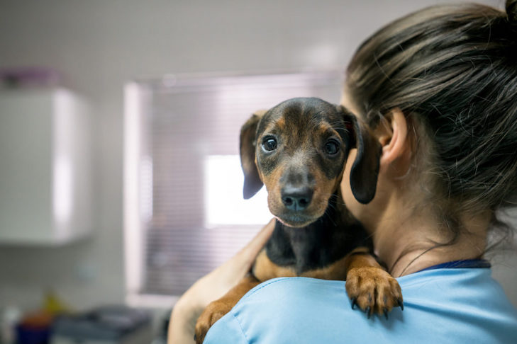 Heartworm em cães: o que você deve saber sobre o parasita transmitido por mosquitos