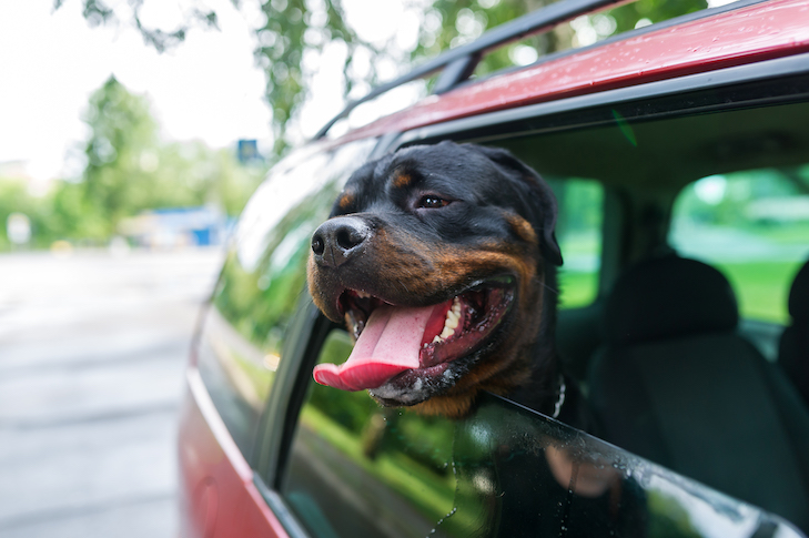 Enjoo de carro em cães: causas e dicas para prevenir enjoo