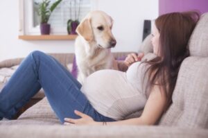 5 coisas que os cães podem sentir – The Dog Blog