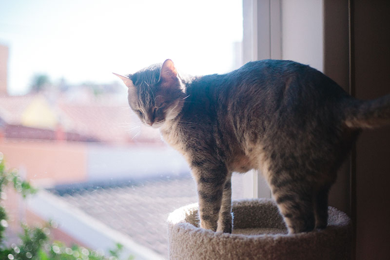 Robusto, durável e construído para durar: árvores de madeira maciça para gatos, grandes e pequenas