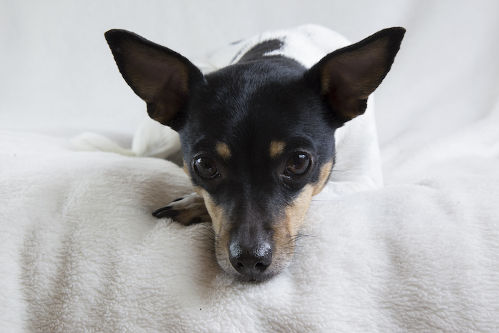 O calor da sua casa é muito quente para seus cães?