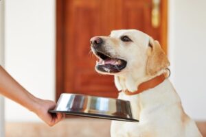 3 maneiras fáceis de desenvolver hábitos alimentares saudáveis ​​para cães – The Dog Blog