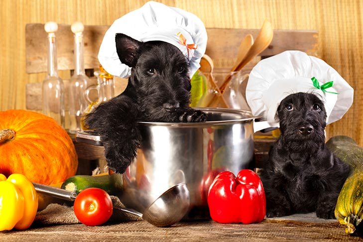 Cães podem comer pimentão?