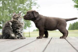 Cães e gatos vivendo juntos: como fazer o cachorro parar de perseguir o gato