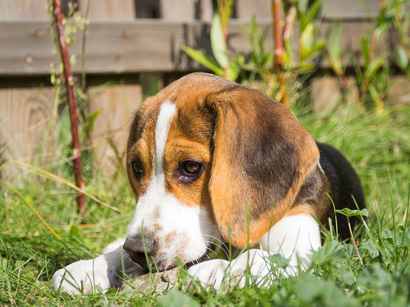 Pergunte aos nossos treinadores: como faço para impedir que meu filhote de cachorro tome pedras na boca?