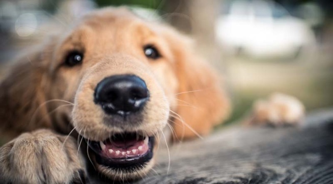 12 maneiras que seu cão mostra que você ama – The Dog Blog