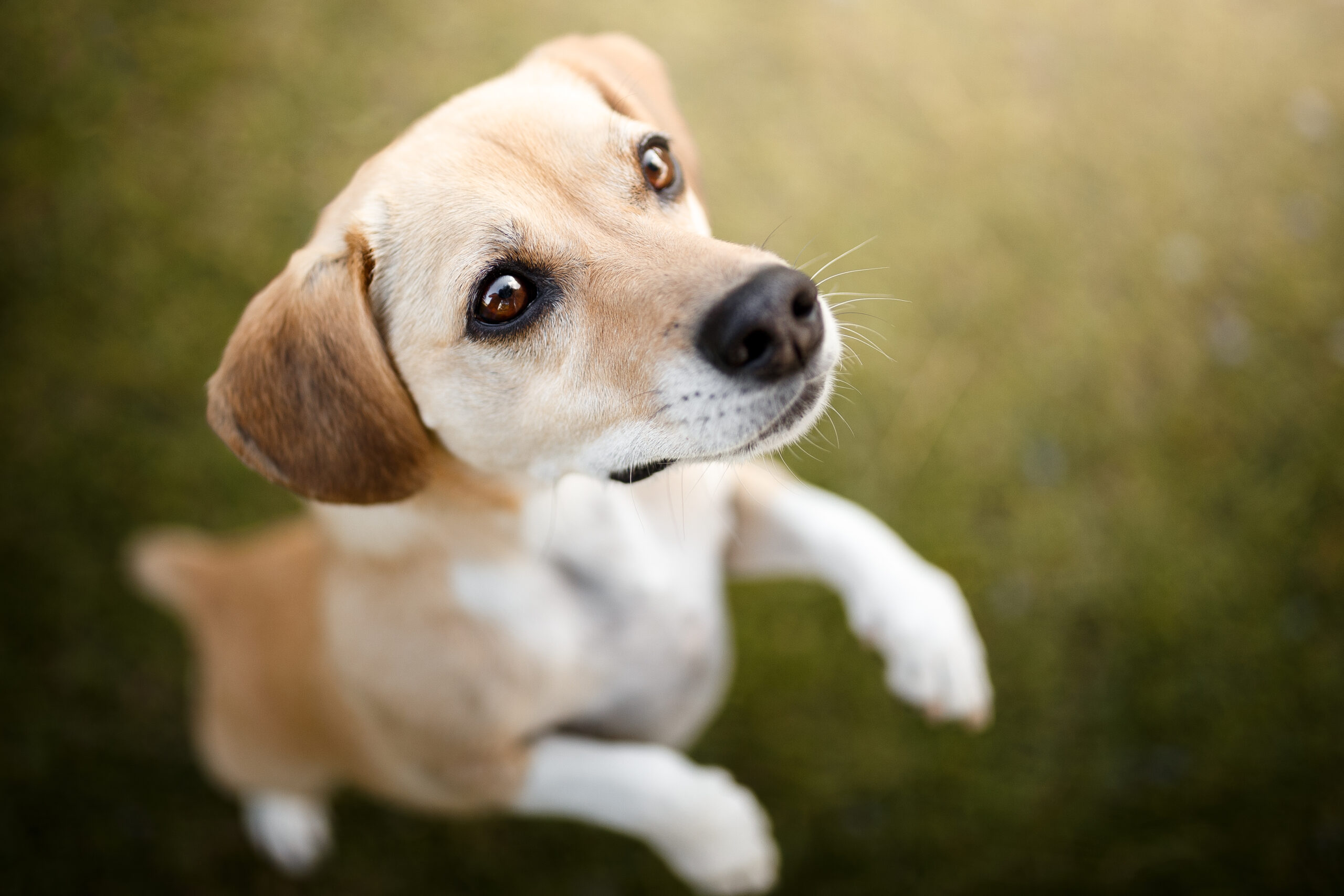 10 coisas que você nunca soube sobre seu cachorro – The Dog Blog