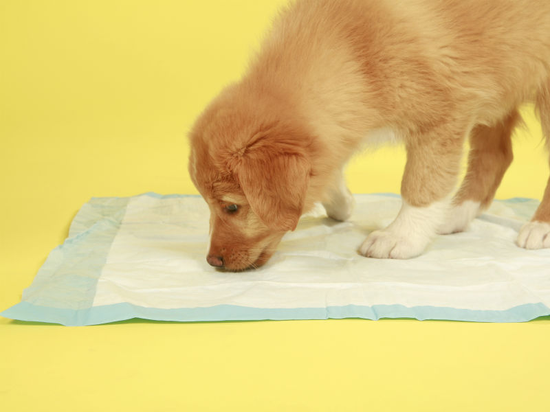 Como treinar um filhote de cachorro em almofadas: treinamento em casa interna para filhotes