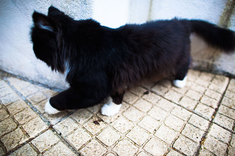 Não consegue descobrir como manter os gatos fora do seu carro?  Toneladas de dicas para experimentar