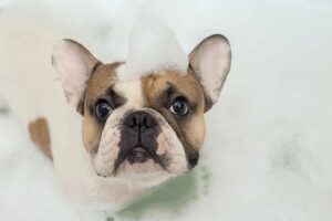 Você pode usar shampoo humano em cães?