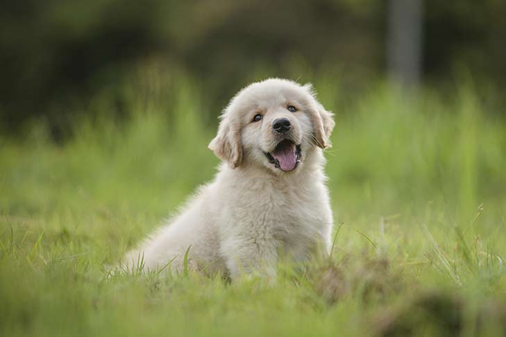 Cachorro mastigando e comendo de tudo – American Kennel Club