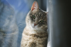 Casas para gatos ao ar livre aquecidas elétricas: para proteger os gatos do clima gelado