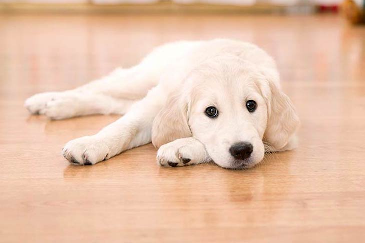 Cães podem comer atum?