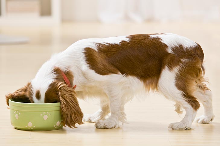 Cachorros podem comer batata?