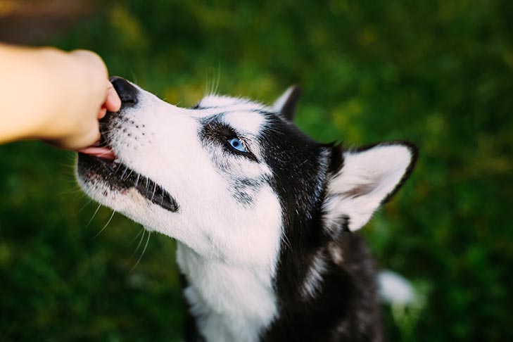 Cães podem comer amêndoas?