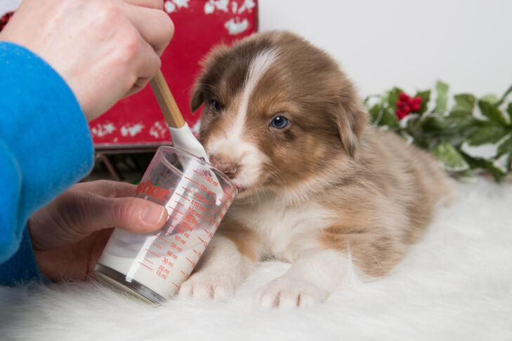 Cães podem beber leite?  O leite é ruim para os cachorros?