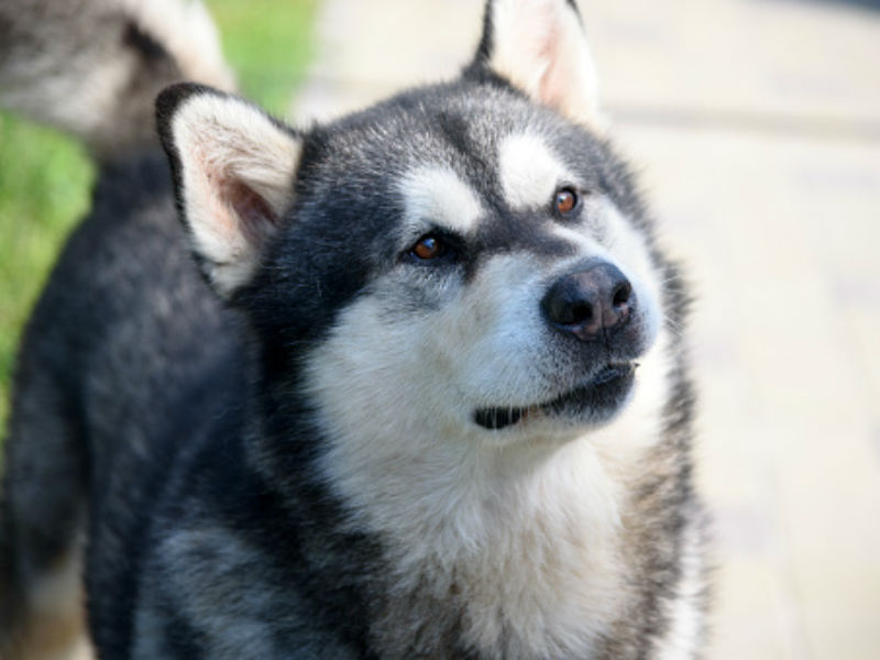 Nutrição para cães: o que e quanto alimentar meu cão