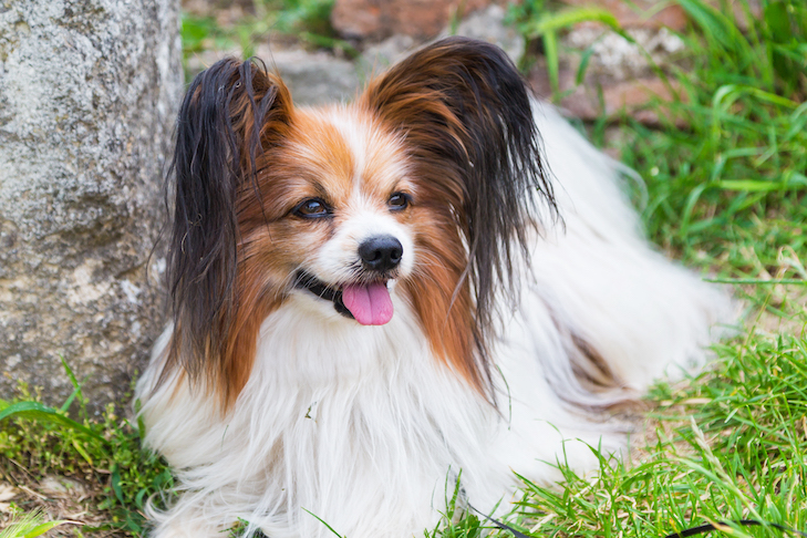 7 maneiras fáceis de manter seu cão idoso feliz