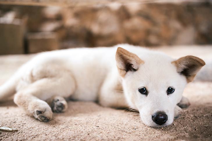 Metronidazol para cães