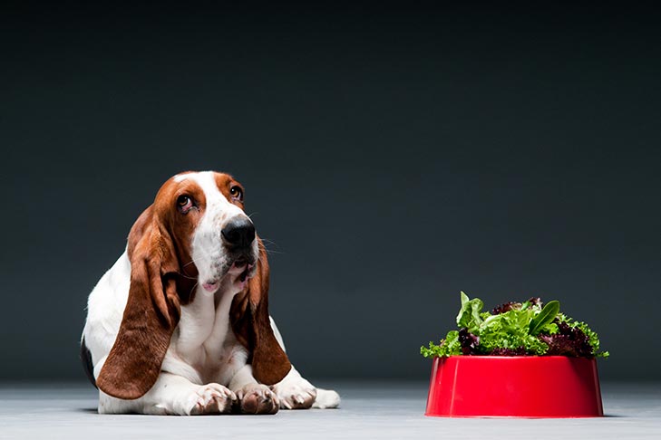 A alface é segura para cães?  Os cães podem comer alface?